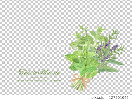用水彩畫的一束香草的插圖素材 127301045