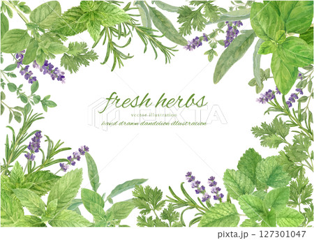 水彩で描いたハーブで飾ったフレーム背景素材 127301047