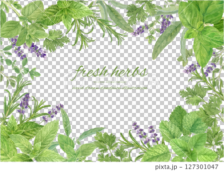水彩で描いたハーブで飾ったフレーム背景素材 127301047