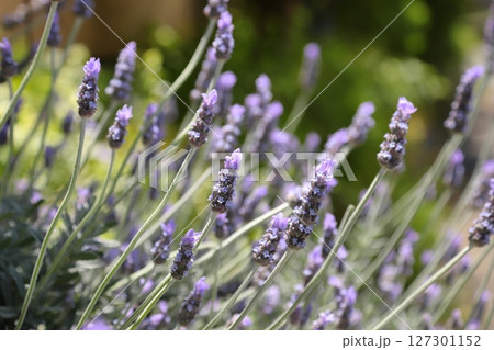 ラベンダー 127301152