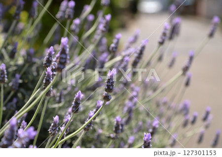 ラベンダー ラベンダー 127301153