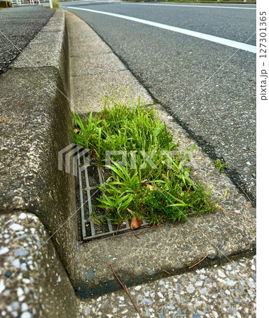 側溝の網のフタに生い茂る雑草/The plant 127301365