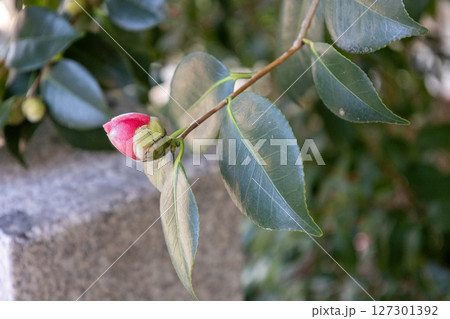 ヤブツバキの赤いつぼみ 127301392