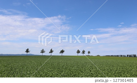 メルヘンの丘 127301405