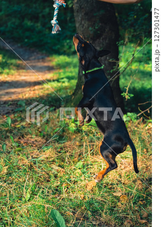 Happy dog jumping outdoors with toy in mouth. Active pet enjoying summertime outdoors. Puppy in green meadow playful companionship Happy dog jumping outdoors with toy in mouth. Active pet enjoying summertime outdoors. Puppy in green meadow playful companionship 127301477