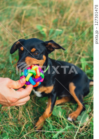 Deutscher Jagdterrier dog playing outside with ball. Terrier playing with colorful toy in grass lawn during summer. Pet humanization Deutscher Jagdterrier dog playing outside with ball. Terrier playing with colorful toy in grass lawn during summer. Pet humanization 127301478