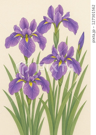 水彩で描いた花菖蒲 水彩で描いた花菖蒲 127301562