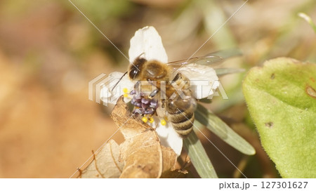 節分草の密を吸うニホンミツバチ 127301627