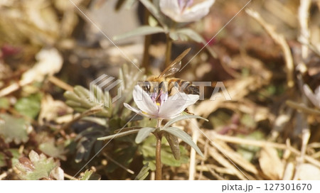節分草の蜜を吸うセイヨウミツバチ 127301670