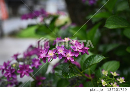 紫陽花 127301729
