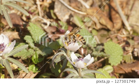 節分草の蜜を吸うセイヨウミツバチ 127301749