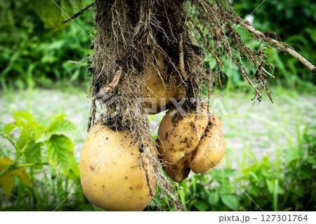 収穫したばかりの新鮮なじゃがいも 127301764