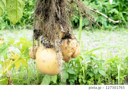 収穫したばかりの新鮮なじゃがいも 127301765