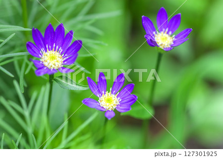 庭の花ヒメコギク 127301925