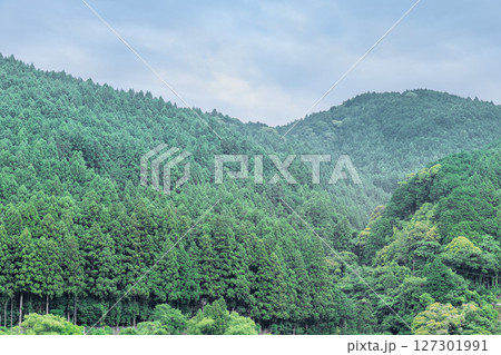 静岡県浜松市の天竜区に広がる「天竜美林」と呼ばれるスギ・ヒノキの人工林 静岡県浜松市の天竜区に広がる「天竜美林」と呼ばれるスギ・ヒノキの人工林 127301991