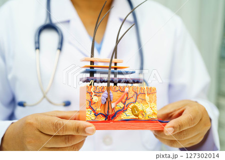 Asian doctor holding spinal nerve and bone model, Lumbar spine displaced herniated disc fragment for treatment medical in the orthopedic department. Asian doctor holding spinal nerve and bone model, Lumbar spine displaced herniated disc fragment for treatment medical in the orthopedic department. 127302014