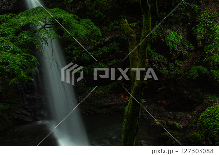 雨に煙る柱戸不動滝と苔むす新緑の秘境・群馬県みどり市 127303088