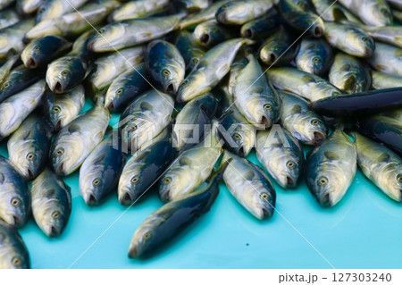 沢山の魚 沢山の魚 127303240