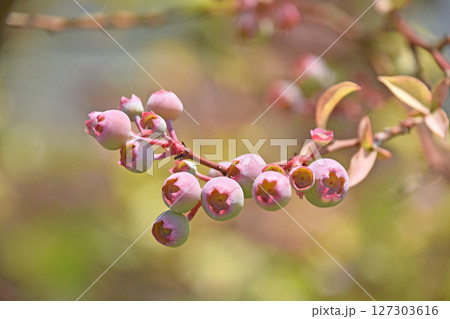 ブルーベリーの若い実 127303616