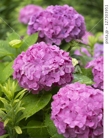 雨に濡れた紫色の紫陽花 127303951