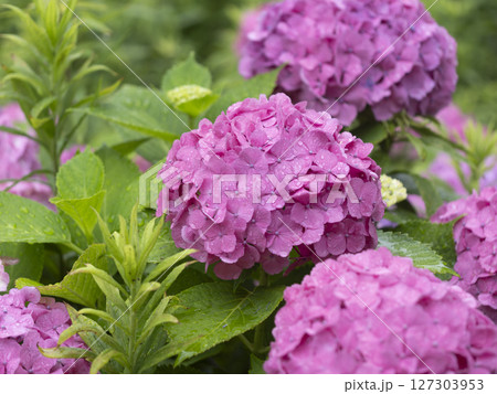 雨に濡れた紫色の紫陽花 127303953
