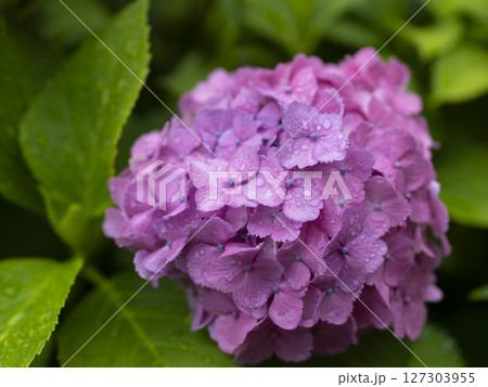 雨に濡れた紫色の紫陽花 127303955