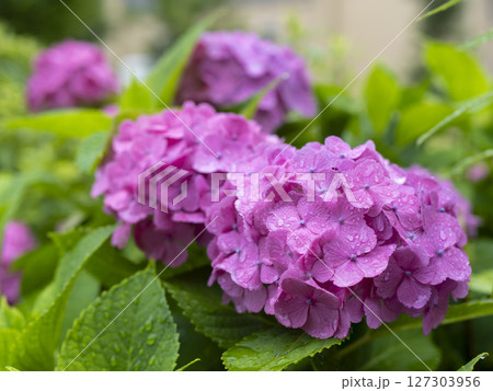 雨に濡れた紫色の紫陽花 127303956