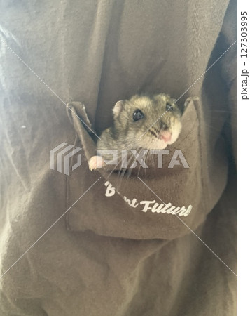かわいいネズミの顔 かわいいネズミの顔 127303995