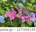 梅雨に咲く紫陽花 127304139