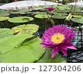 水面に浮かぶ睡蓮 127304206