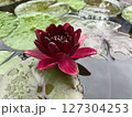 水面に浮かぶ睡蓮の花 127304253