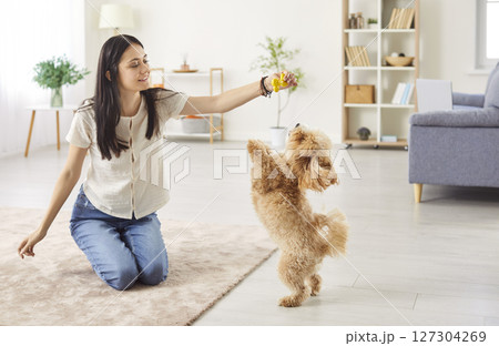 Young happy smiling female owner playing with joyful little cute dog at home with a toy Young happy smiling female owner playing with joyful little cute dog at home with a toy 127304269