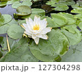 黄色い睡蓮 127304298