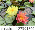 黄色い睡蓮 127304299