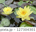 黄色い睡蓮 127304301