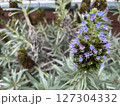 青い花 127304332