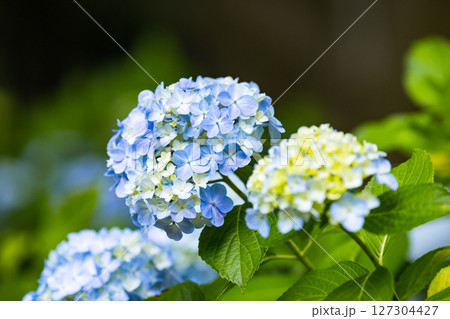 埼玉県さいたま市大宮第二公園あじさい 127304427