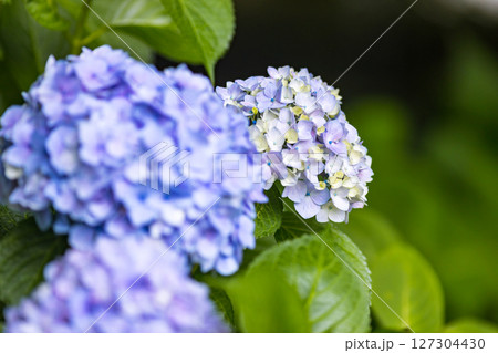 埼玉県さいたま市大宮第二公園あじさい 埼玉県さいたま市大宮第二公園あじさい 127304430