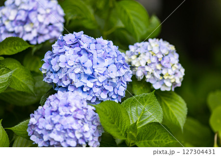 埼玉県さいたま市大宮第二公園あじさい 127304431