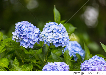 埼玉県さいたま市大宮第二公園あじさい 127304432