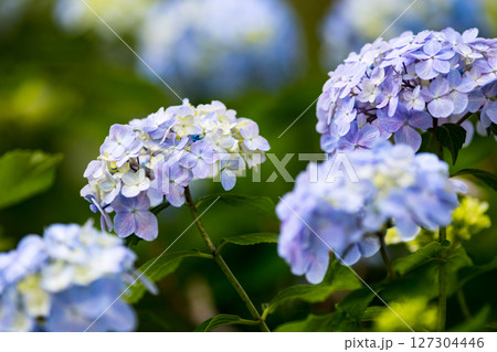 埼玉県さいたま市大宮第二公園あじさい 埼玉県さいたま市大宮第二公園あじさい 127304446