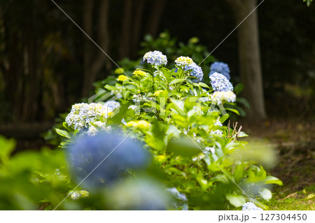 埼玉県さいたま市大宮第二公園あじさい 127304450