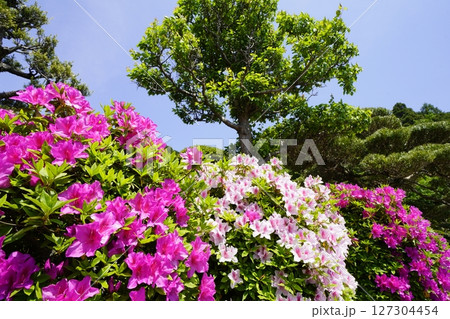 ツツジ咲き誇る春の風景 127304454