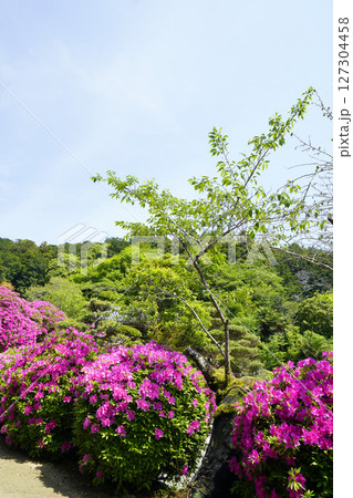 ツツジ咲き誇る春の風景 127304458