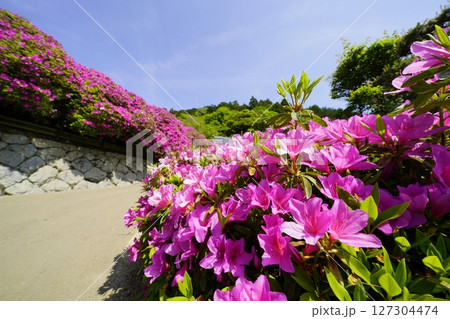 ツツジ咲き誇る春の風景 ツツジ咲き誇る春の風景 127304474