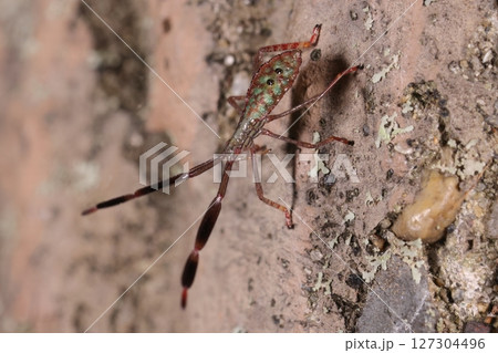 生き物　昆虫　オオクモヘリカメムシ、幼虫です。成虫は二センチほどになりますがこちらは一センチ足らず 127304496