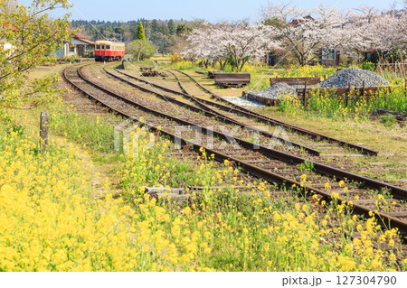 桜と菜の花が咲き乱れる春の小湊鐵道・上総鶴舞駅 桜と菜の花が咲き乱れる春の小湊鐵道・上総鶴舞駅 127304790