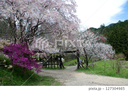 Magome pass (the Nakasendo trail) / 中山道の馬籠峠の春,桜の季節 Magome pass (the Nakasendo trail) / 中山道の馬籠峠の春,桜の季節 127304985
