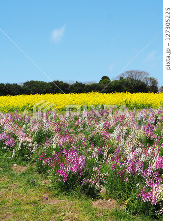 4月の兵庫県立公園あわじ花さじき 127305225
