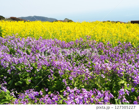 4月の兵庫県立公園あわじ花さじき 4月の兵庫県立公園あわじ花さじき 127305227